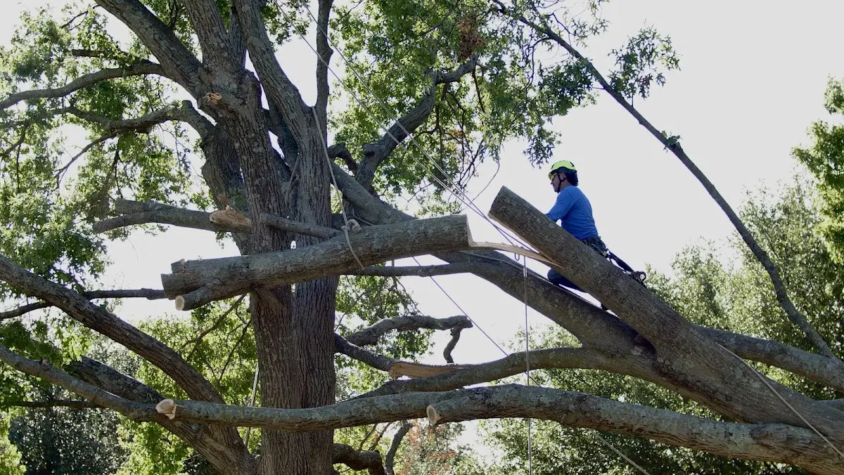 Professional Crown Thinning performed by certified arborists in Morven